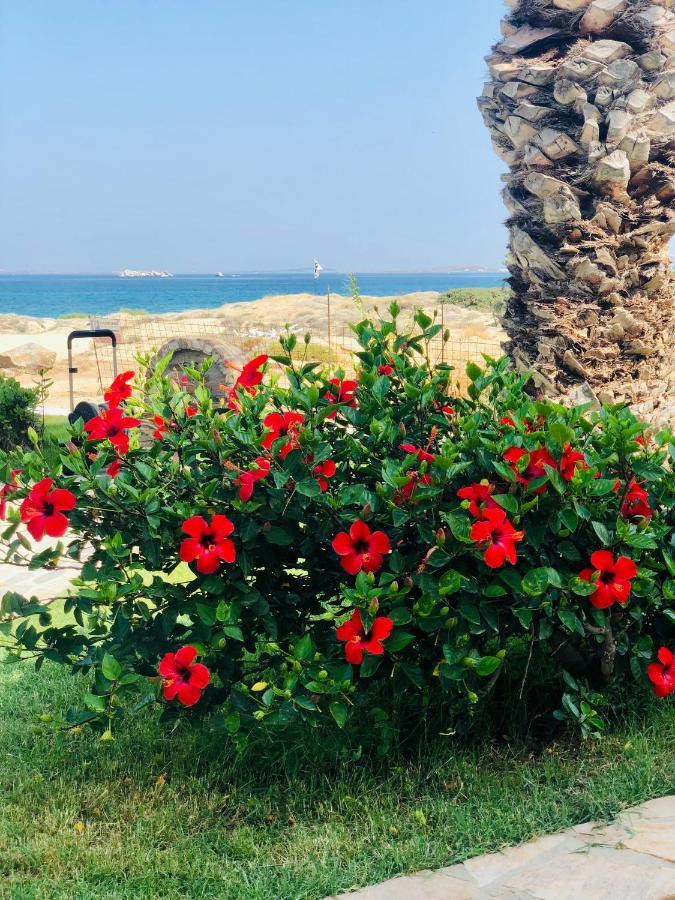 Oasis Studios Mikri Vigla Dış mekan fotoğraf